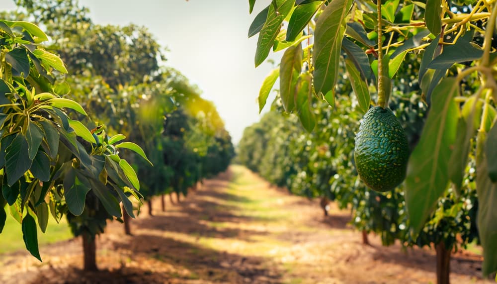 Avocado Processing