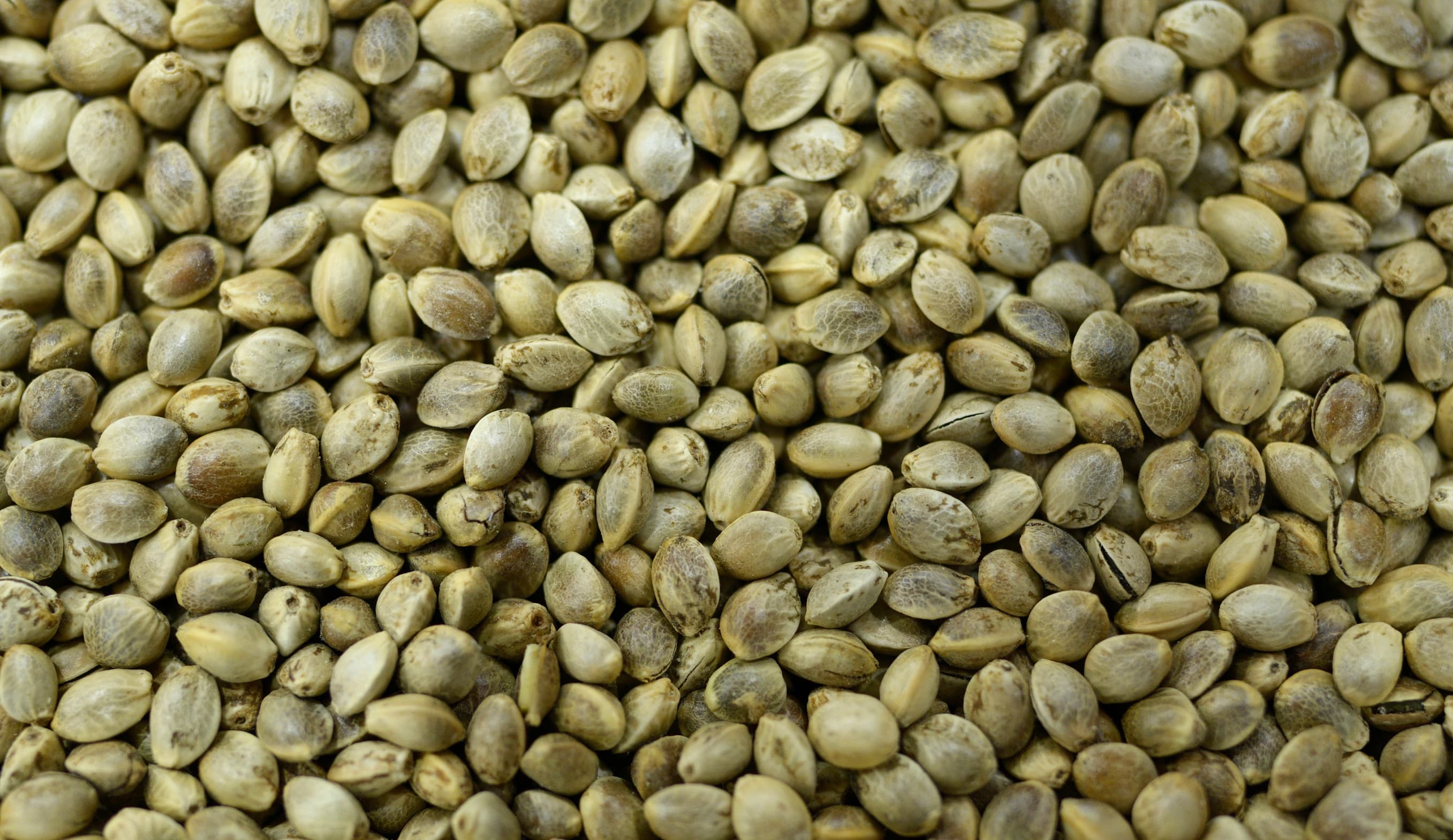 CBD Seeds