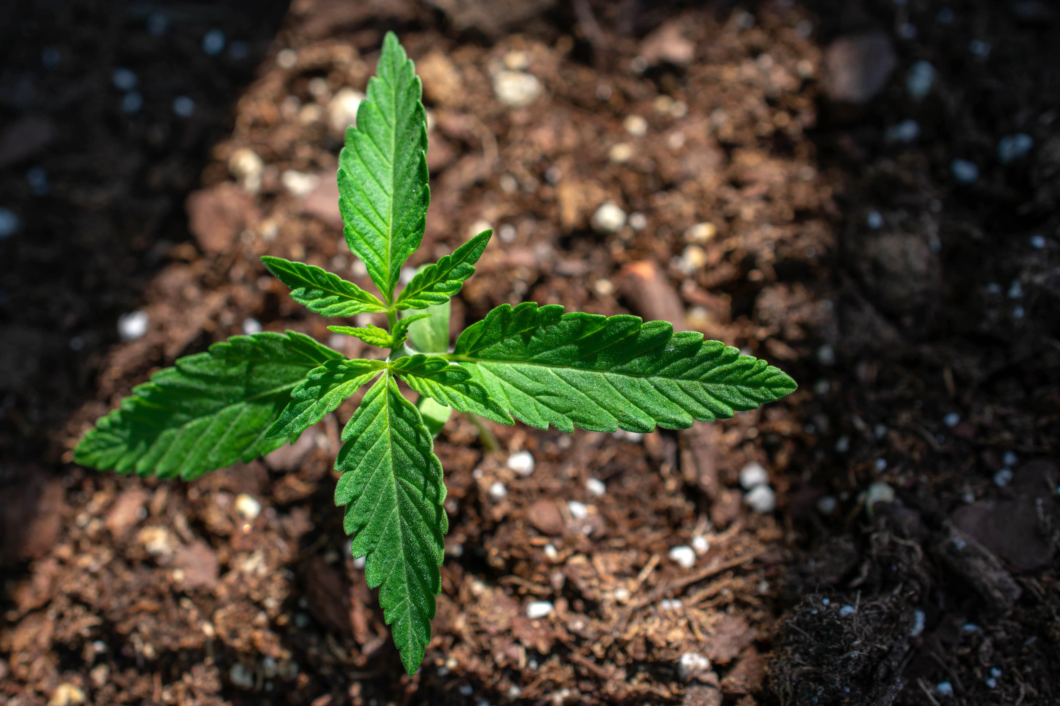 Balkan Cannabis Seed and Consulting