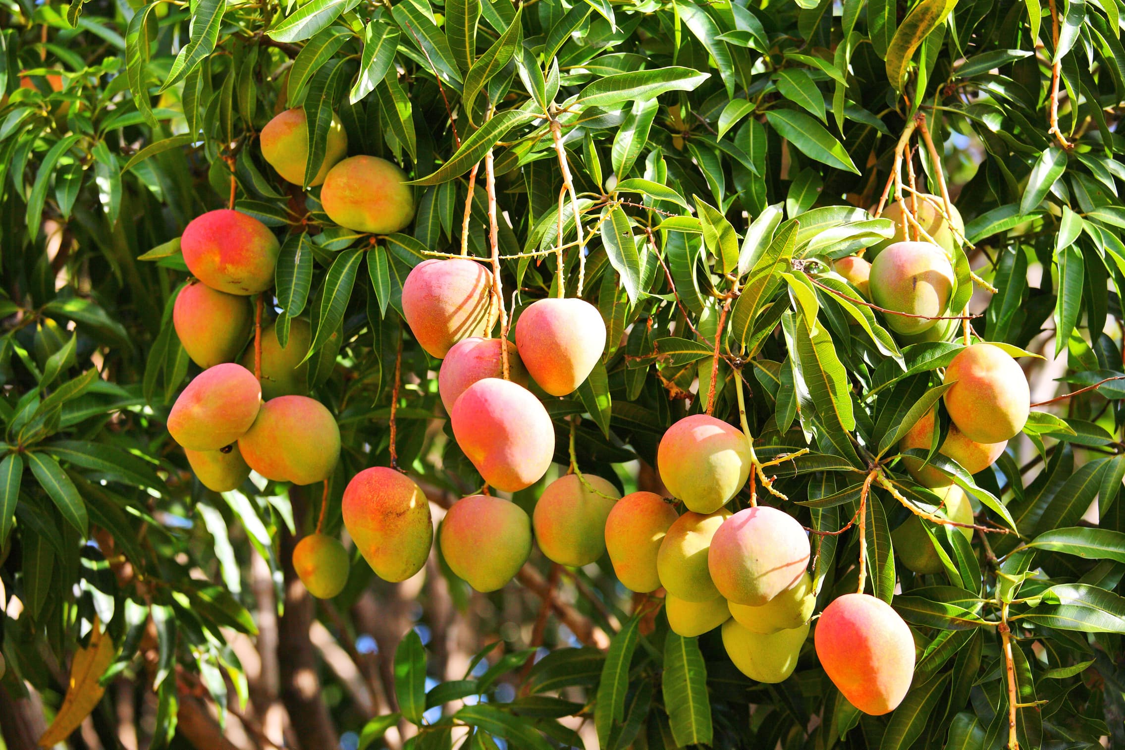Mango Wholesale