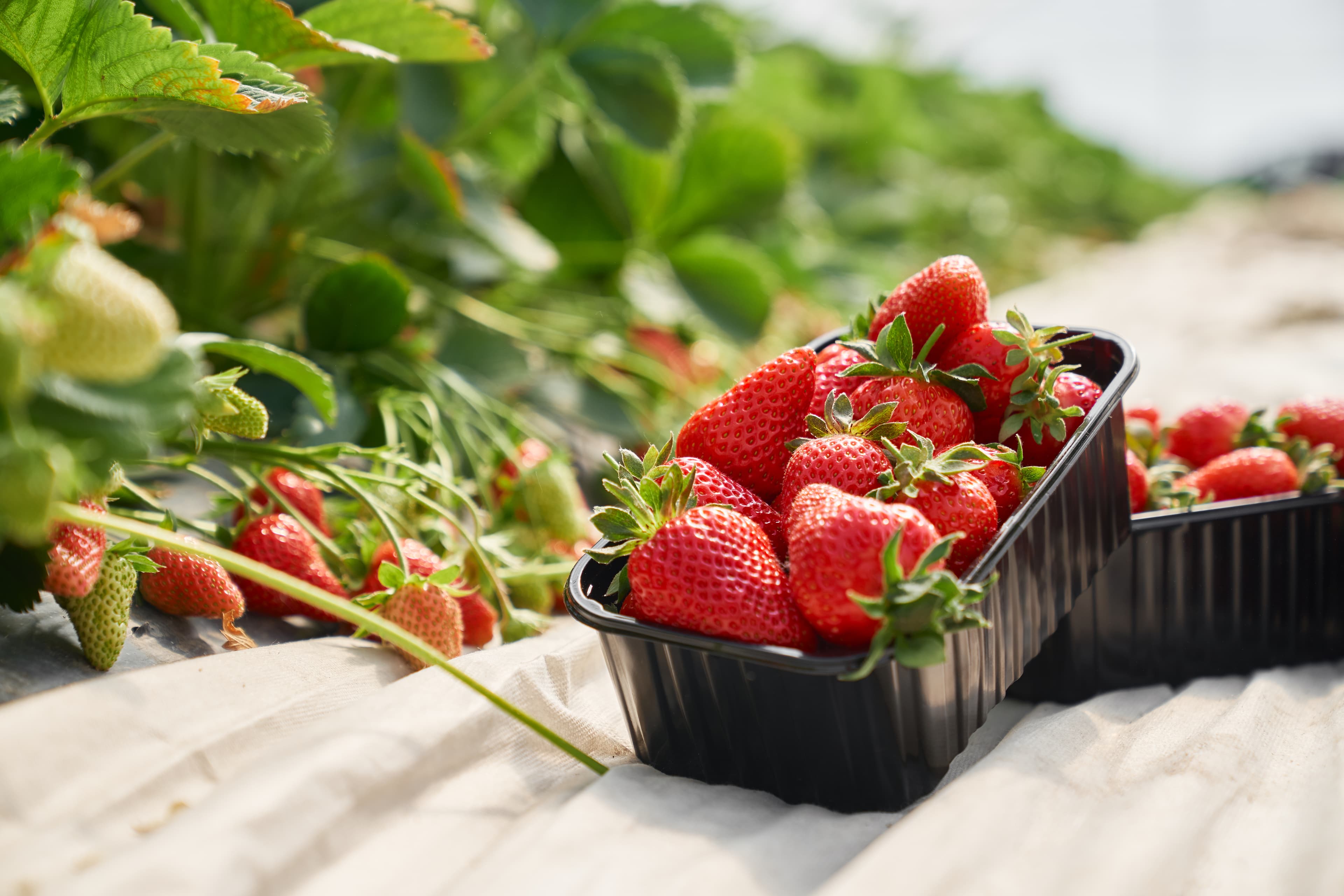 Strawberry Cultivation