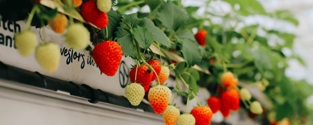 Strawberry Cultivation